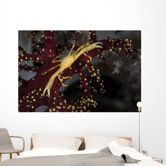Yellow Crown Crab Blends Wall Decal