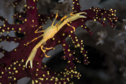 Yellow Crown Crab Blends Wall Decal
