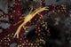 Yellow Crown Crab Blends Wall Decal
