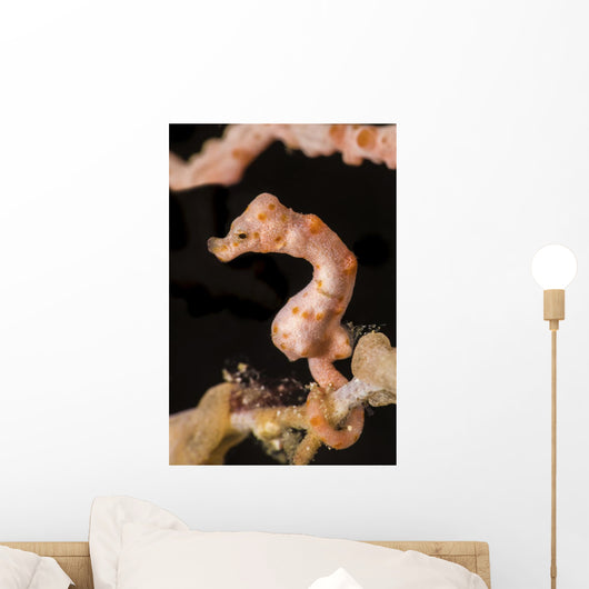 Denise's Pygmy Seahorse Raja Wall Decal