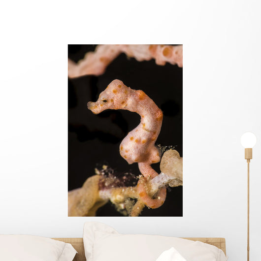 Denise's Pygmy Seahorse Raja Wall Decal
