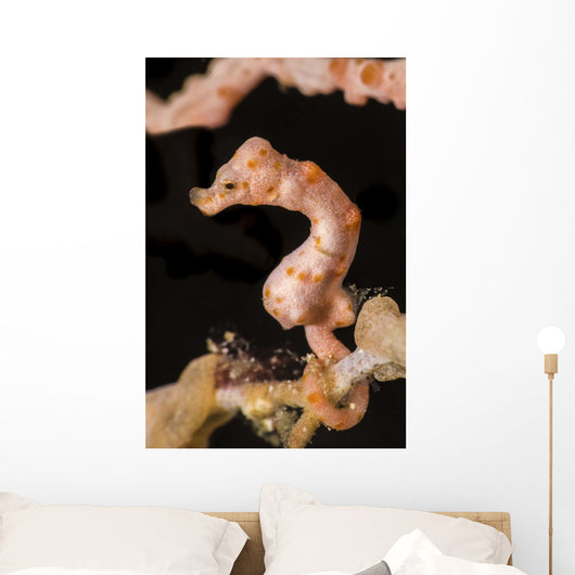 Denise's Pygmy Seahorse Raja Wall Decal