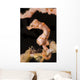 Denise's Pygmy Seahorse Raja Wall Decal