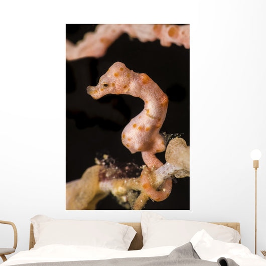 Denise's Pygmy Seahorse Raja Wall Decal