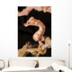 Denise's Pygmy Seahorse Raja Wall Decal