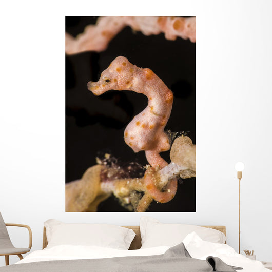 Denise's Pygmy Seahorse Raja Wall Decal