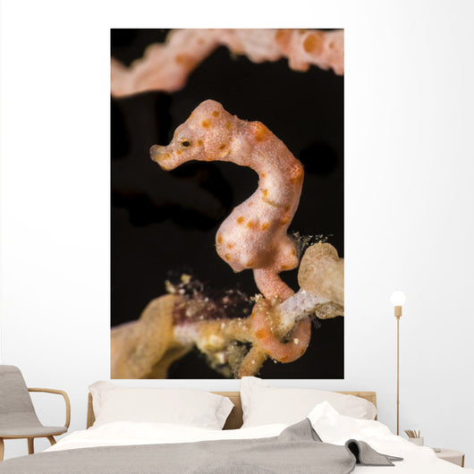 Denise's Pygmy Seahorse Raja Wall Decal