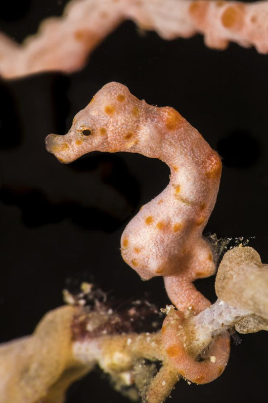 Denise's Pygmy Seahorse Raja Wall Decal