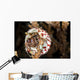 Hermit Crab Crawls up Wall Decal