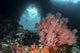 Sea Fan Grows Front Wall Decal