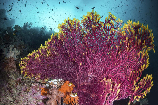 Purple Sea Fan Is Wall Decal