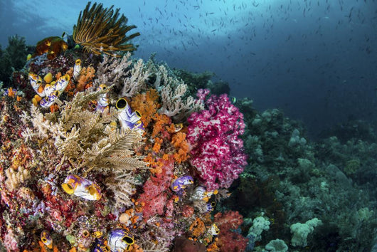 Colorful Coral Reef with Wall Decal