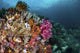 Colorful Coral Reef with Wall Decal