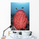 Two Fish Swim over Wall Decal