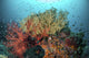 Coral Reef with Fish Wall Decal