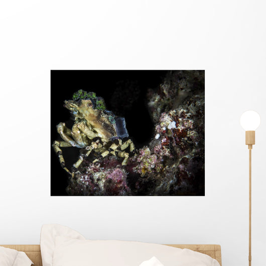 Decorator Crab Sits atop Wall Decal