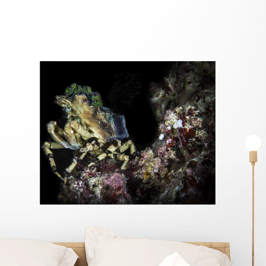 Decorator Crab Sits atop Wall Decal
