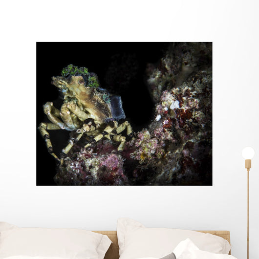 Decorator Crab Sits atop Wall Decal