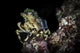 Decorator Crab Sits atop Wall Decal