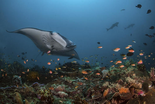 Giant Oceanic Manta Ray with Fish Wall Decal