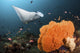 Giant Oceanic Manta Ray Wall Decal