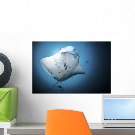 Giant Oceanic Manta Ray Under View Wall Decal