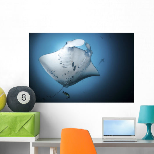 Giant Oceanic Manta Ray Under View Wall Decal