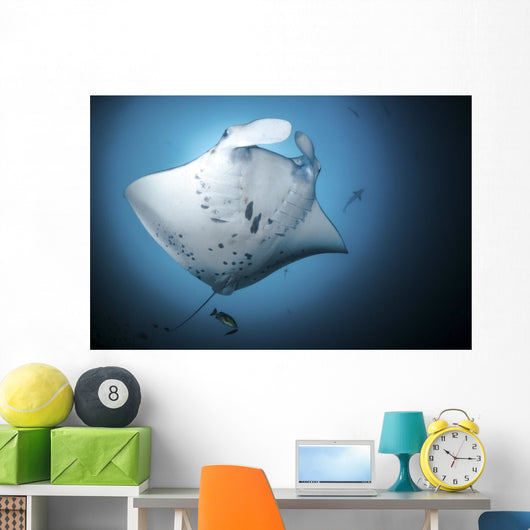 Giant Oceanic Manta Ray Under View Wall Decal