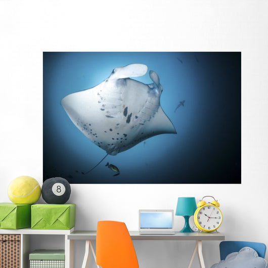 Giant Oceanic Manta Ray Under View Wall Decal