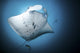 Giant Oceanic Manta Ray Under View Wall Decal