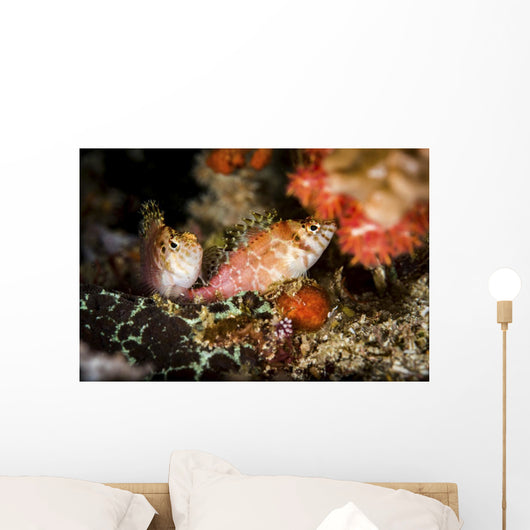 Two Hawkfish Raja Ampat Wall Decal