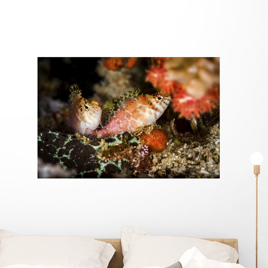 Two Hawkfish Raja Ampat Wall Decal