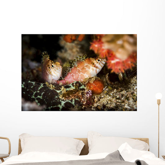 Two Hawkfish Raja Ampat Wall Decal