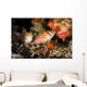 Two Hawkfish Raja Ampat Wall Decal