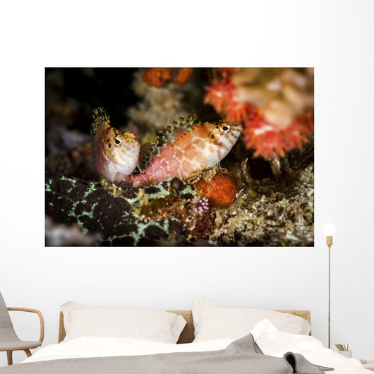 Two Hawkfish Raja Ampat Wall Decal