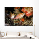 Two Hawkfish Raja Ampat Wall Decal
