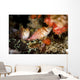 Two Hawkfish Raja Ampat Wall Decal