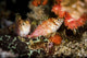 Two Hawkfish Raja Ampat Wall Decal