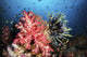 Soft Coral and Crinoids Wall Decal