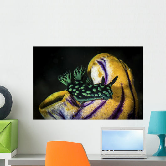 Nembrotha Cristata Nudibranch Crawls Wall Decal