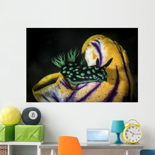 Nembrotha Cristata Nudibranch Crawls Wall Decal