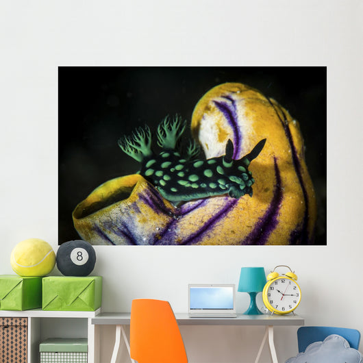 Nembrotha Cristata Nudibranch Crawls Wall Decal