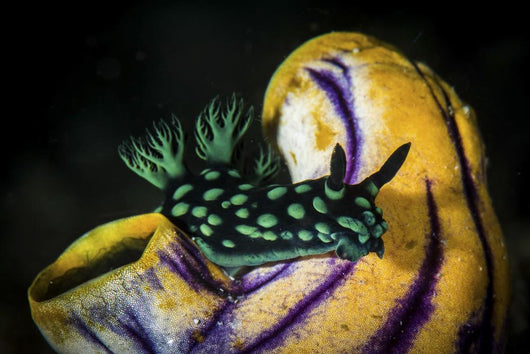 Nembrotha Cristata Nudibranch Crawls Wall Decal