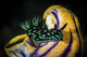 Nembrotha Cristata Nudibranch Crawls Wall Decal