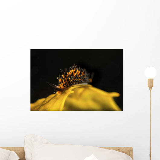 Tiny and Rare Placida Wall Decal
