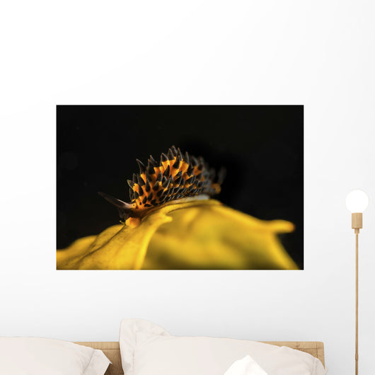 Tiny and Rare Placida Wall Decal
