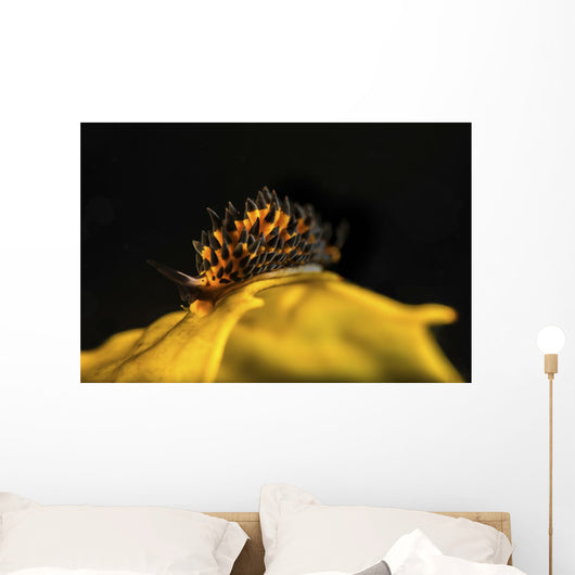 Tiny and Rare Placida Wall Decal