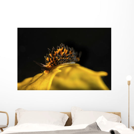 Tiny and Rare Placida Wall Decal