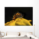 Tiny and Rare Placida Wall Decal