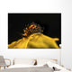 Tiny and Rare Placida Wall Decal